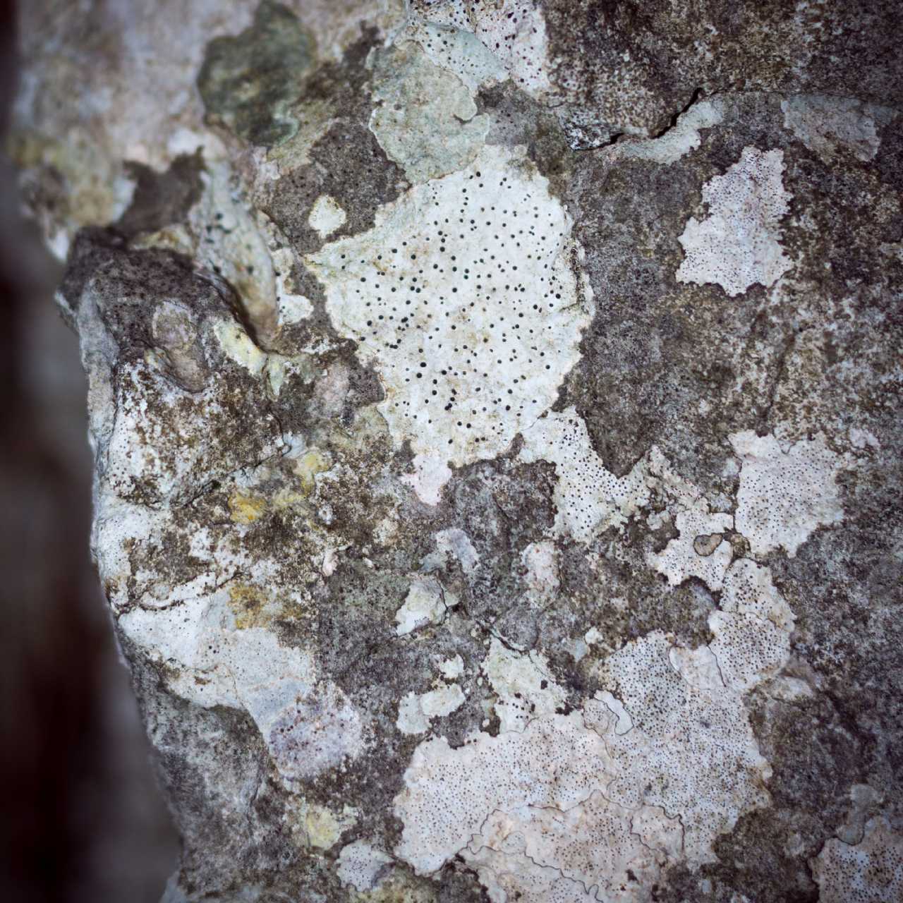 Lichene foglioso epifita - Carso Triestino